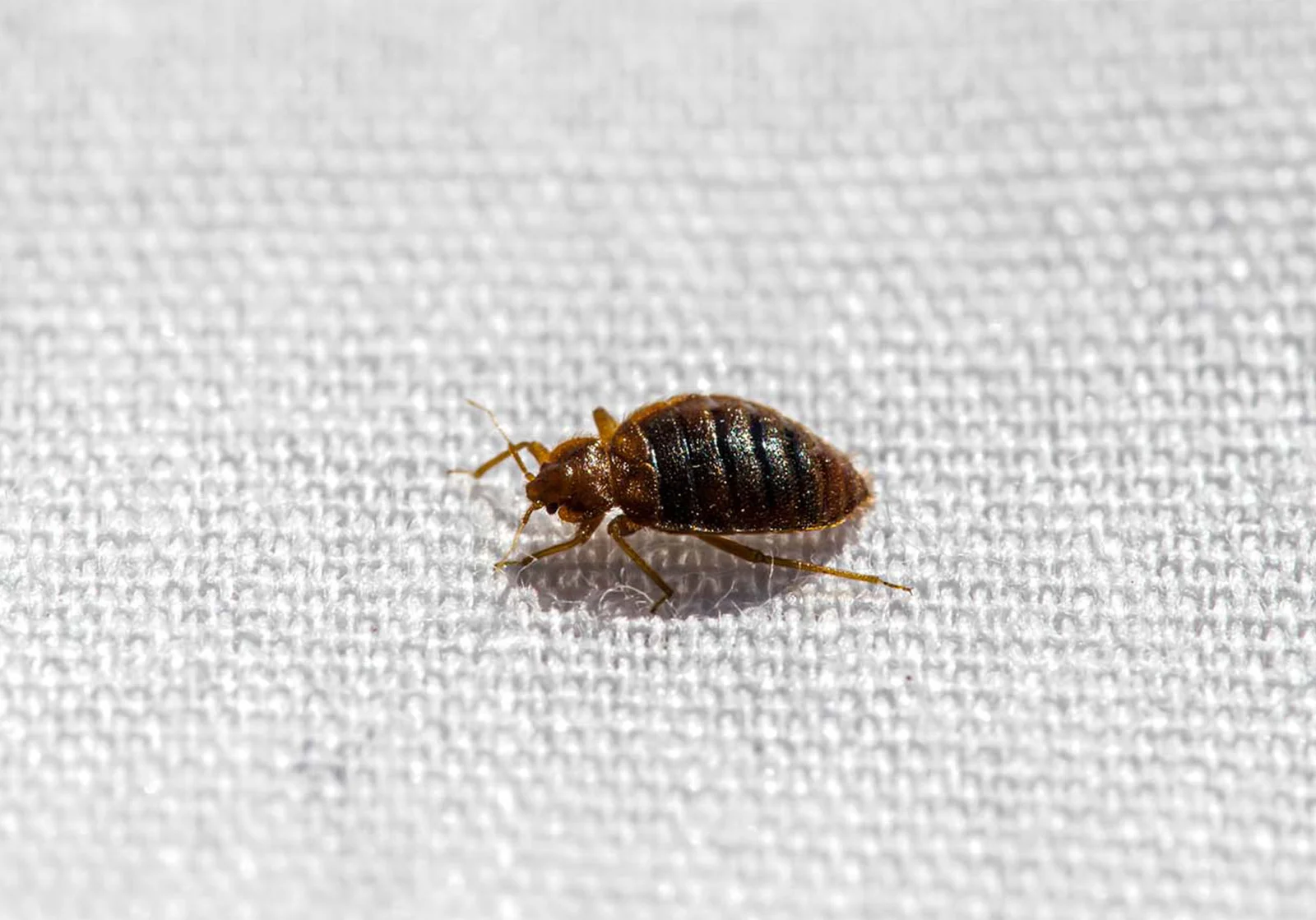 bed-bug-control-surrey