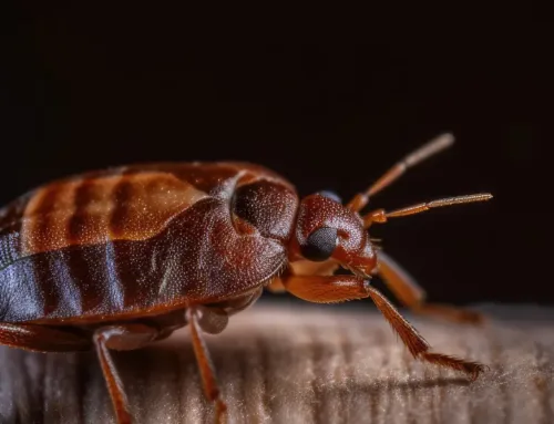 Bed Bug Prevention in Fall: How to Protect Your Home