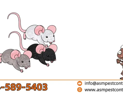 Do Mice Really Eat Cockroaches? The Truth Might Surprise You