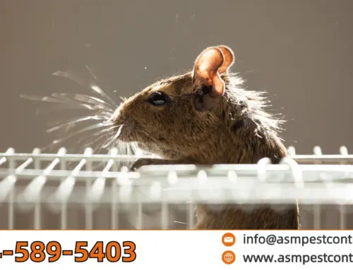 Do Rodents Carry Rabies? The Facts Every Homeowner Should Know