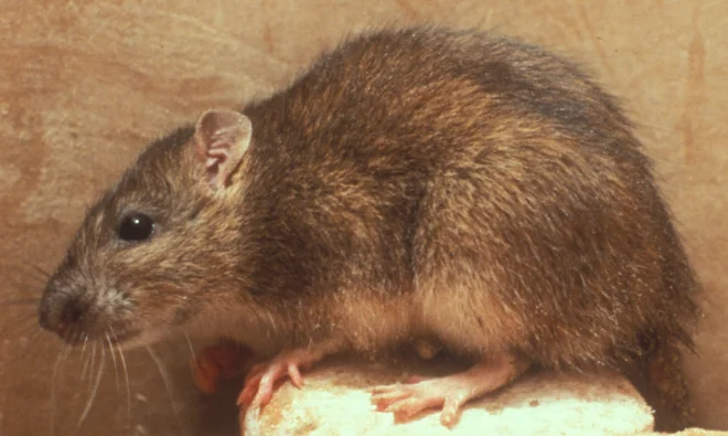 rats in surrey