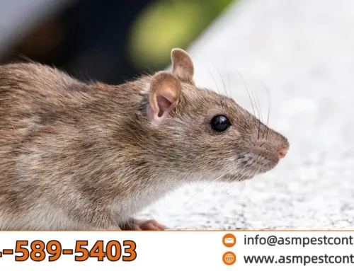 Signs of a Rodent Infestation in Port Coquitlam Homes
