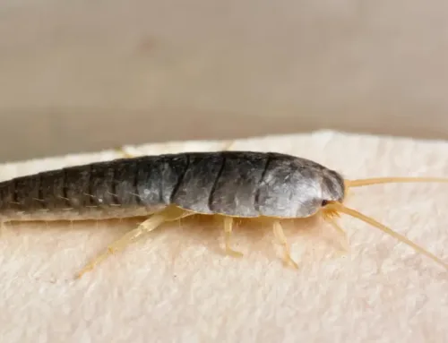 How to Get Rid of Silverfish in the Bathroom Naturally and Effectively