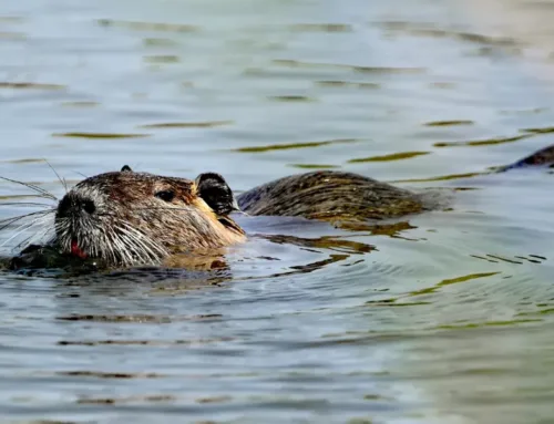 Can Rodents Swim? Exploring Their Aquatic Abilities
