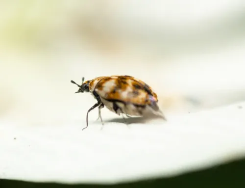 The Hidden Dangers of Carpet Beetles in Canadian Homes
