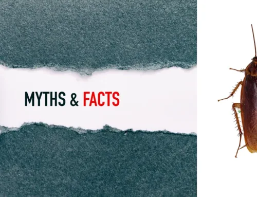 Cockroach Myths vs. Facts: What Really Attracts Them Indoors