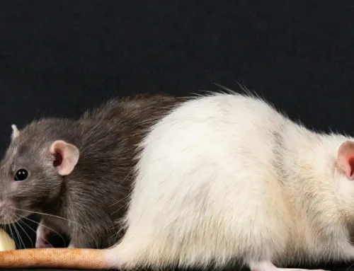 What Do Rats Like to Eat? A Complete Guide to Their Diet