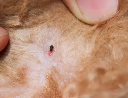 Do Fleas Die in the Winter? What Really Happens When It Gets Cold