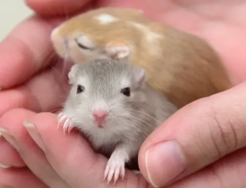 Why DIY Rodent Control Can Be Risky