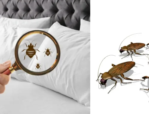 Will Cockroaches Eat Bed Bugs? Here’s What Actually Happens