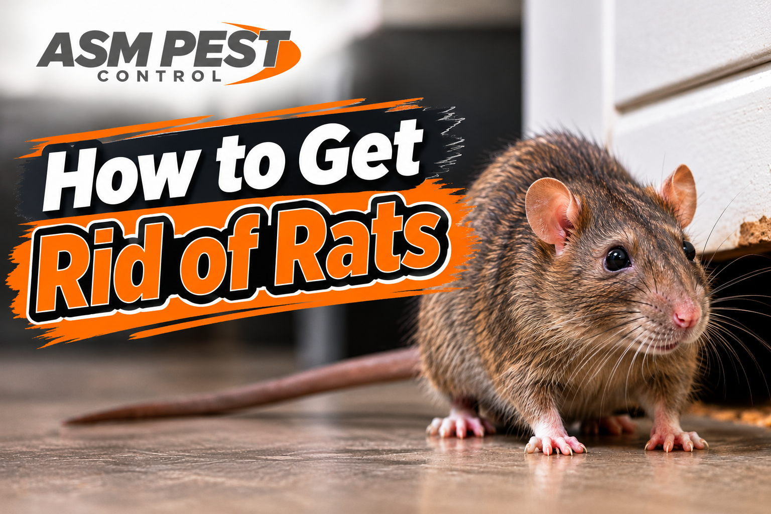 How-to-Get-Rid-of-Rats